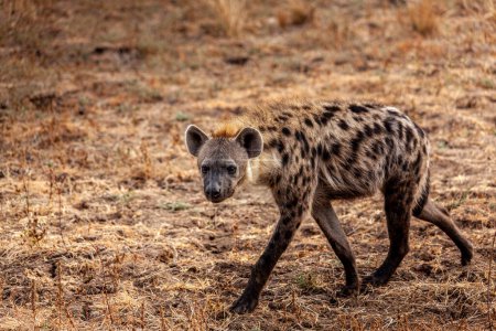 Téléchargez les photos : Gros plan d'une hyène tachetée dans la savane zambienne - en image libre de droit