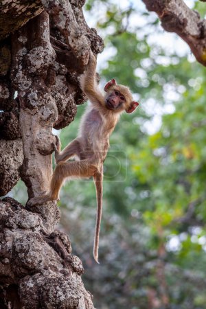Téléchargez les photos : Petit singe accroché à un arbre en Afrique - en image libre de droit