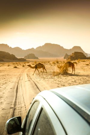 Foto de Wadi rum desert en Jordania, vagabundos camellos - Imagen libre de derechos