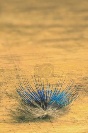 Photo for Small peacock feather on a light wood background - Royalty Free Image