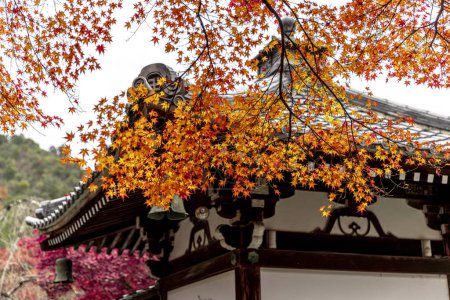 Foto de Hojas de arce japonés en un jardín del templo en kyoto - Imagen libre de derechos