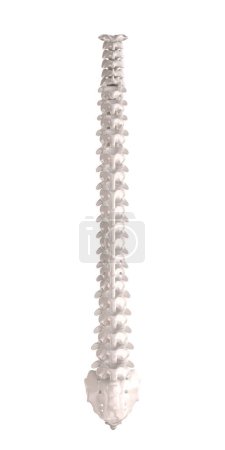 Téléchargez les photos : Vue arrière d'une colonne vertébrale, squelette humain avec détails anatomiques. isolé sur blanc. 3d rendu - en image libre de droit
