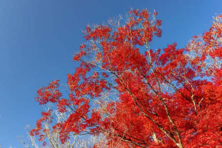 Foto de Hojas rojas de otoño en un árbol con un cielo azul claro en Japón - Imagen libre de derechos