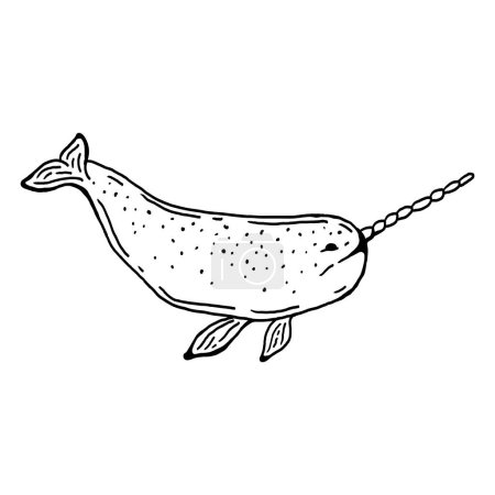 Illustration for Narwhal artic animal hand drawn vector illustration - Royalty Free Image