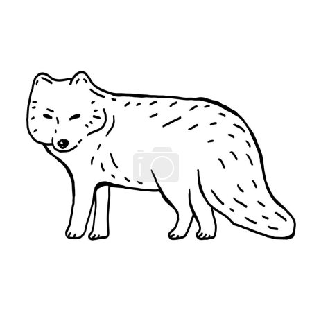 Téléchargez les illustrations : Illustration vectorielle de renard arctique dessinée à la main - en licence libre de droit