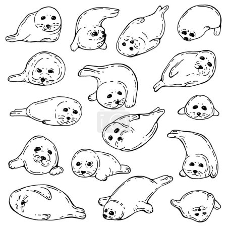 Ilustración de Conjunto de focas bebé. Ilustración del vector de vida silvestre. - Imagen libre de derechos