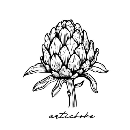 Artichoke hand drawn vector illustration on white background