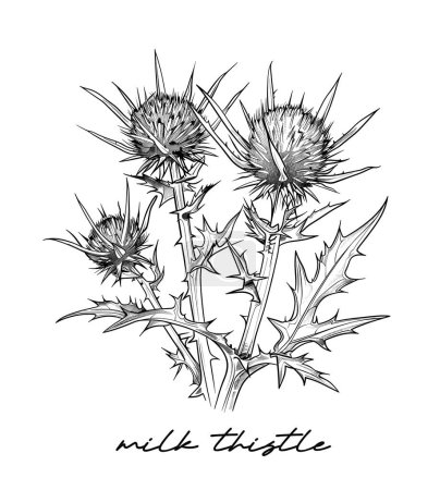 Milk thistle hand drawn vector illustration on white background. Cleanses the liver