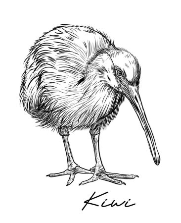 Téléchargez les photos : Kiwi oiseau dessiné à la main illustration vectorielle noir et blanc - en image libre de droit