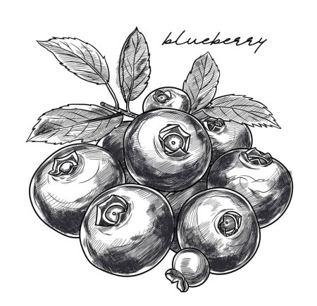 Blueberry hand drawn black and white vector illustration