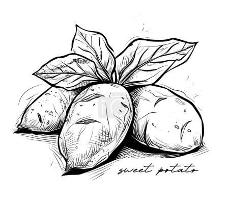 Téléchargez les photos : Patate douce dessinée à la main illustration vectorielle en noir et blanc - en image libre de droit