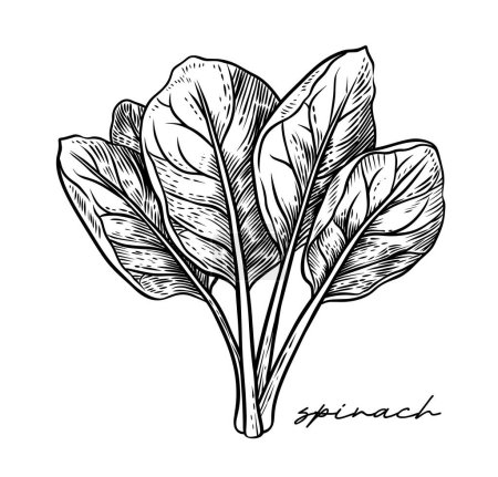 Spinat Hand gezeichnete Schwarz-Weiß-Vektorillustration