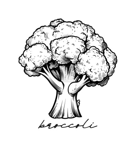 Téléchargez les photos : Brocoli dessiné à la main illustration vectorielle en noir et blanc - en image libre de droit