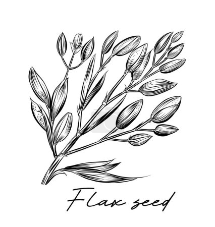Graine de lin dessinée à la main illustration vectorielle en noir et blanc