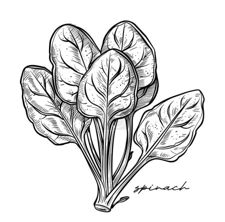 Spinach hand drawn black and white vector illustration