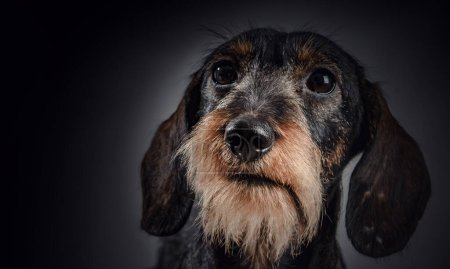 Téléchargez les photos : Portrait de chien mignon sur un fond sombre - en image libre de droit