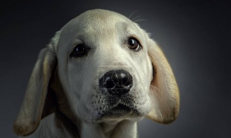 Foto de Retrato de perro lindo sobre un fondo oscuro - Imagen libre de derechos