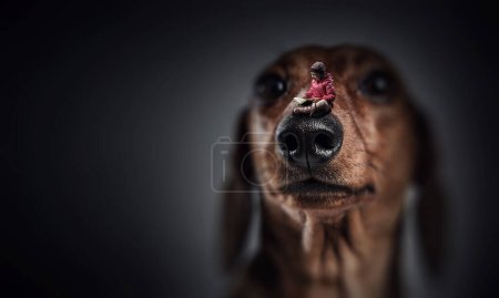 Photo for Little girl on dog nose. Mixed media - Royalty Free Image