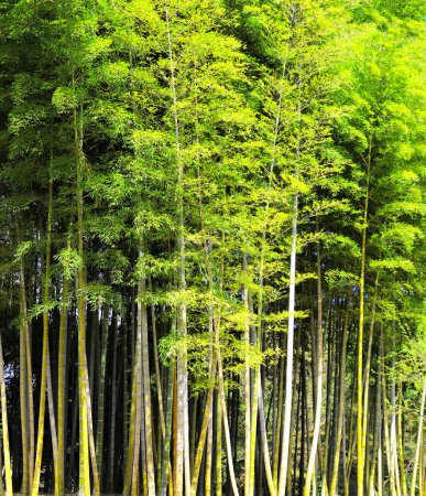 Téléchargez les photos : Bamboo forest. Thicket of bamboo in Koishikawa Korakuen garden, Okayama, Japan - en image libre de droit