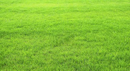 Téléchargez les photos : Herbe verte sur la pelouse. Gazon du stade. Pelouse tondue herbe - en image libre de droit