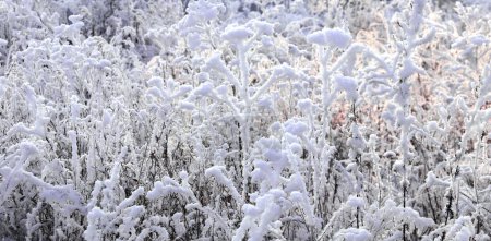 Foto de Horizontal Christmas banner with frost-covered grass and flowers. Holiday xmas background with snow and rime ice on bush. Twigs covered hoarfrost in sunset light - Imagen libre de derechos