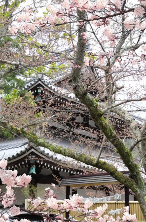 Téléchargez les photos : Roof of ancient temple and blooming sakura branches, Kyoto, Japan. Sakura blossom season. Cherry blooming season in Asia. Japanese hanami festival - en image libre de droit