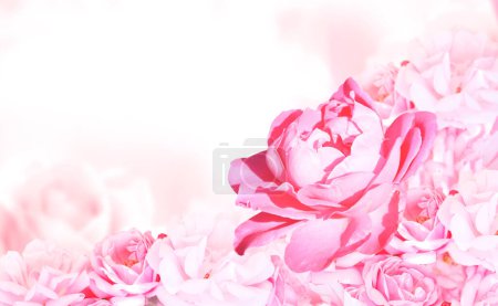 Téléchargez les photos : Horizontal banner with roses of pink color on blurred background. Copy space for text. Mock up template. Can be used for wallpaper, wedding card, web page backdrop - en image libre de droit