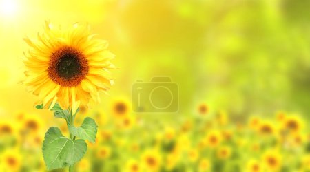 Téléchargez les photos : Sunflower on blurred sunny nature background. Horizontal agriculture summer banner with sunflowers field. Organic food production. Harvest of farm product. Oilseed crop. Copy space for text - en image libre de droit