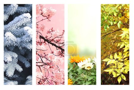 Photo for Four seasons of year. Set of vertical nature banners with winter, spring, summer and autumn scenes. Nature collage with seasonal scenics. Copy space for text - Royalty Free Image