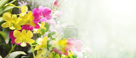 Photo for Orchid flowers of purple and lilac colors on sunny nature background. Horizontal banner with leaves of tropical plants and orchid flower. Copy space for text - Royalty Free Image