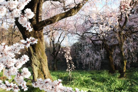 Photo for Blooming sakura trees in Shinjuku Gyoen national garden, Shinjuku district, Tokyo, Japan. Japanese hanami festival when people enjoy sakura blossom. Cherry blossoming season in Japan - Royalty Free Image