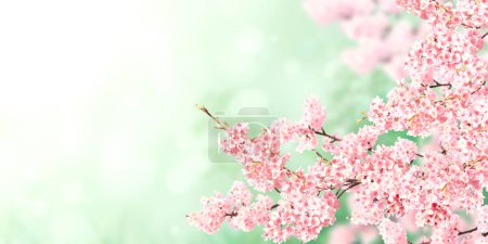 Foto de Banner horizontal con flores de sakura de color rosa sobre fondo soleado. Hermoso fondo de primavera naturaleza con una rama de sakura floreciente. Copiar espacio para texto - Imagen libre de derechos