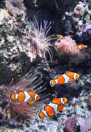 Photo for Sea anemone and clown fish in marine aquarium. Corals, anemones and tropical fish - Royalty Free Image