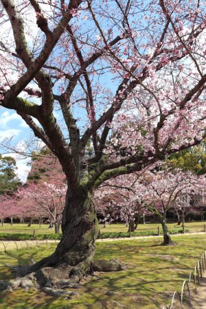 Foto de Árboles florecientes de sakura en el jardín Koishikawa Korakuen, Okayama, Japón. Festival de hanami japonés - momento en que la gente disfruta de la flor de sakura. Temporada de flores de cerezo en Japón - Imagen libre de derechos