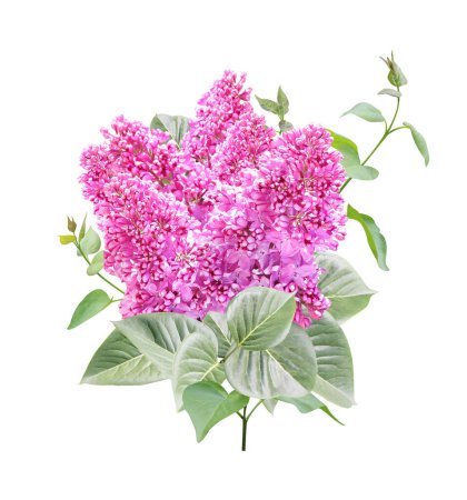 Téléchargez les photos : Branche de Lilas avec fleurs et feuilles. Brindille de lilas commun (Syringa vulgaris). Isolé de fond blanc - en image libre de droit