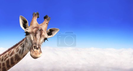 Foto de Banner horizontal con jirafa sobre nubes. Bonita jirafa en el cielo. Fantástica escena con enorme jirafa saliendo de la nube. Plantilla falsa. Copiar espacio para texto - Imagen libre de derechos