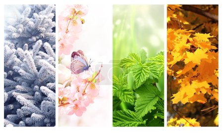 Vier Jahreszeiten. Set von vertikalen Naturbannern mit Winter-, Frühlings-, Sommer- und Herbstszenen. Naturcollage mit saisonalen Landschaften. Kopierraum für Text