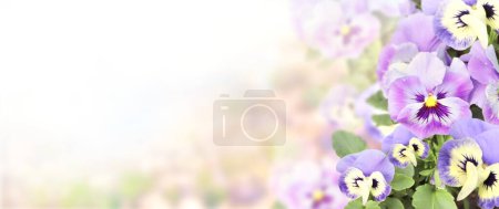 Téléchargez les photos : Pansy flowers on sunny beautiful nature spring background. Summer scene with Viola flowers of lilac and violet colors. Horizontal spring banner with Pansies flowers. Copy space for text - en image libre de droit