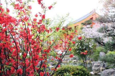 Photo for Quince blossoming season in Japan. Blooming Japanese Quince (Chaenomeles japonica) bushes with red flowers in garden, Main Hall of Sanjusangendo (Rengeo-in) Buddhist Temple, Kyoto, Japan - Royalty Free Image