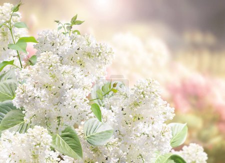 Photo for Branch of Lilac on sunny beautiful nature spring background. Summer scene with twig of Common Lilac (Syringa vulgaris) and flowers of white color. Horizontal spring banner with flowers. Copy space for text - Royalty Free Image