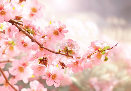 Horizontal banner with Japanese Quince flowers (Chaenomeles japonica) of pink color on sunny backdrop. Nature spring background with a branch of blooming Quince. Copy space for text