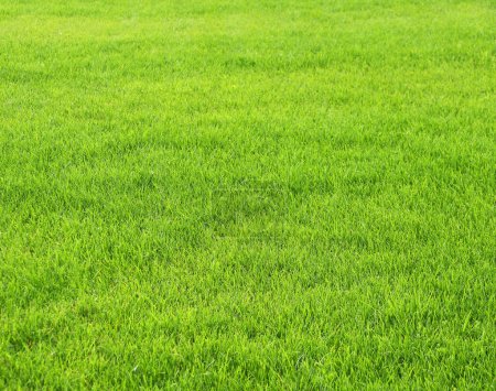 Zielona trawa na trawniku. Trawa stadionu. Trawa przycięta