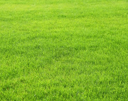 Téléchargez les photos : Herbe verte sur la pelouse. Gazon du stade. Pelouse tondue herbe - en image libre de droit