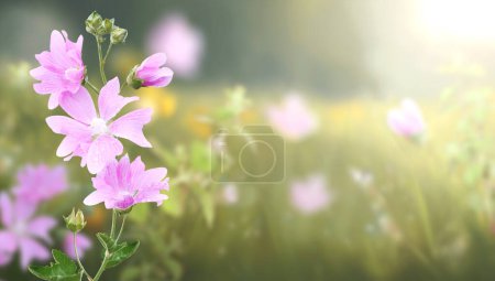 Photo for Flowers on sunny beautiful nature spring background. Summer scene with flower of lilac color and green grass. Horizontal spring banner. Copy space for text - Royalty Free Image