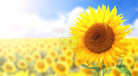 Sonnenblume auf verschwommenem, sonnigem Hintergrund. Horizontale Sommerfahne der Landwirtschaft mit Sonnenblumenfeld. Biologische Lebensmittelproduktion. Ernte von landwirtschaftlichen Produkten. Ölsaatenernte. Kopierraum für Text