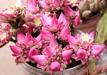 Téléchargez les photos : Fleurs traditionnelles offrant pour don un Bouddha, Cambodge. Bouquet de fleur de lotus avec pétales pliants de couleur rose pour les offrandes dans le sanctuaire - en image libre de droit