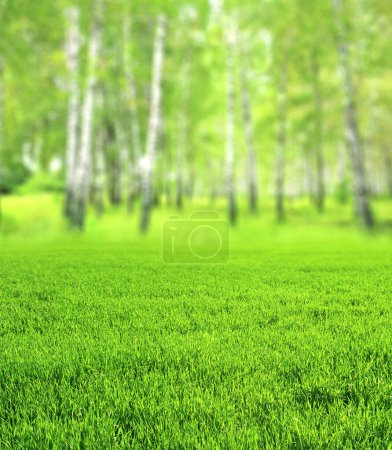 Téléchargez les photos : Beau paysage printanier vertical flou avec herbe verte et bois de bouleau. Fond naturel estival flou avec bouleaux et pelouse. Belle journée ensoleillée. Focus sur l'herbe verte au premier plan - en image libre de droit