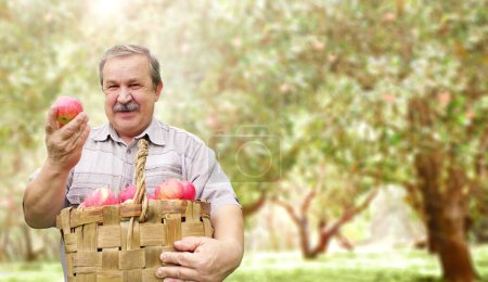 Photo for Harvesting an apples. Farmer with basket of red apples in apple orchard. An elderly farmer smiling happily. Active retirement and healthy lifestyle concept - Royalty Free Image