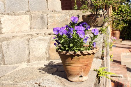 Foto de Escena rústica con flores pansy violetas en maceta de barro en terraza de piedra. Fondo horizontal con hermosas flores de Viola en los escalones de una villa de campo, Italia, Europa - Imagen libre de derechos