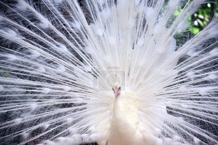 Téléchargez les photos : Gros plan du paon mâle blanc avec des plumes de queue écartées. Sur fond vert ensoleillé - en image libre de droit
